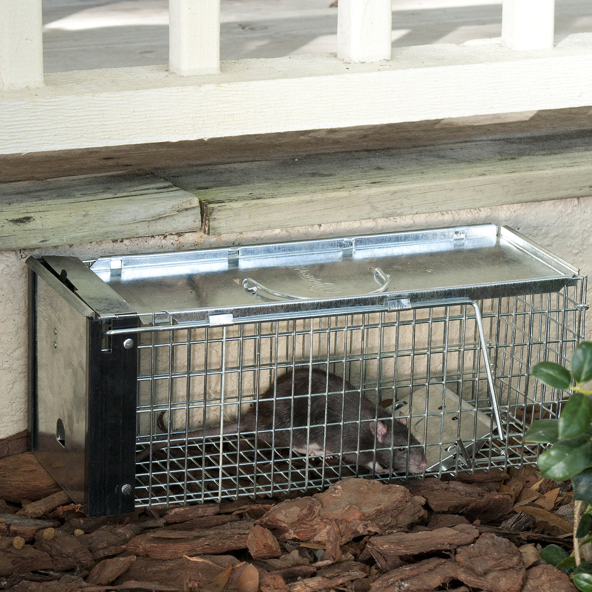 Havahart 0745 One-Door Animal Trap for Chipmunk, Squirrel, Rat, and Weasel, X-Small